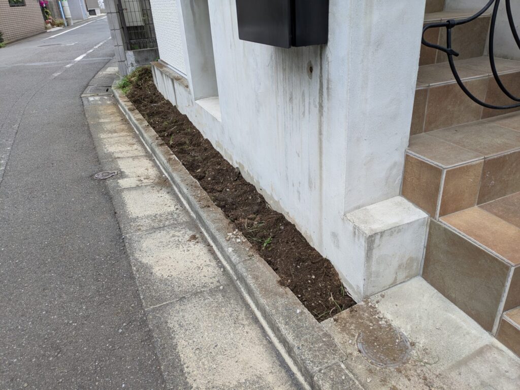 道路側のスペースからリュウノヒゲを除去