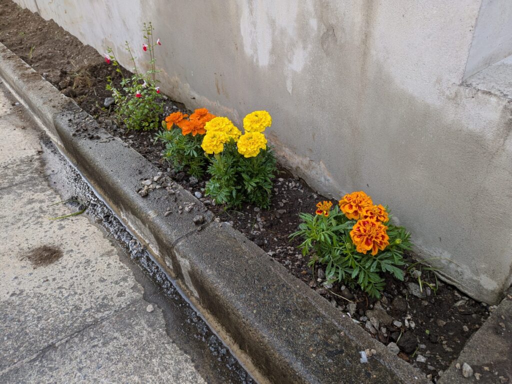 道路側のスペースにマリーゴールドを植えた