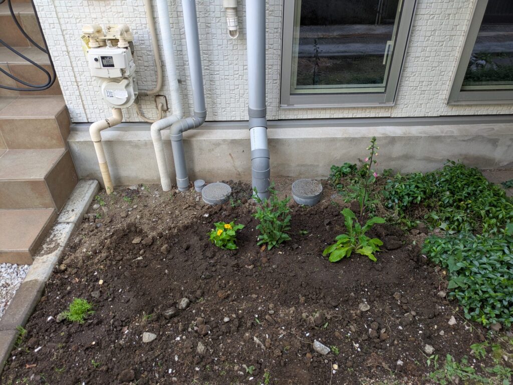 建物の東側に適当に植えた