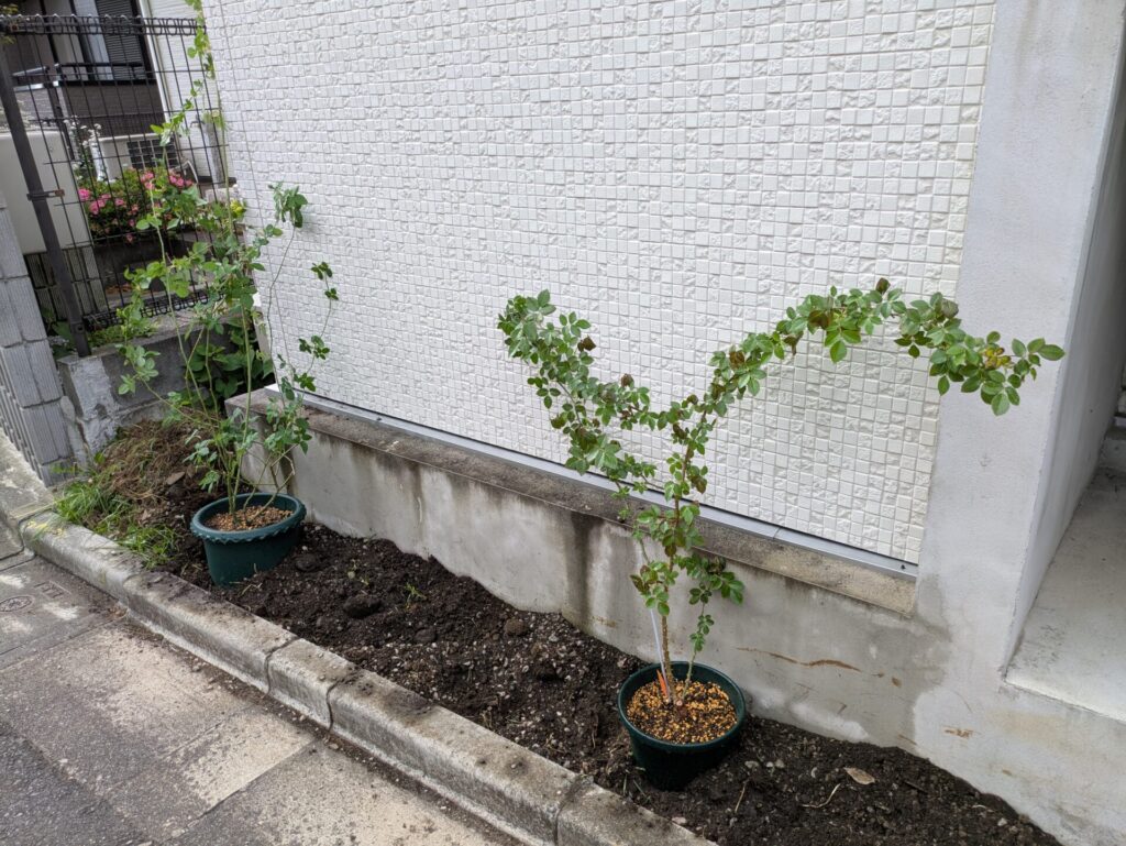 ベランダで3mまで伸びたルイーズオディエ（左）と、思い付きで新苗から育てたピエールドゥロンサール（右）