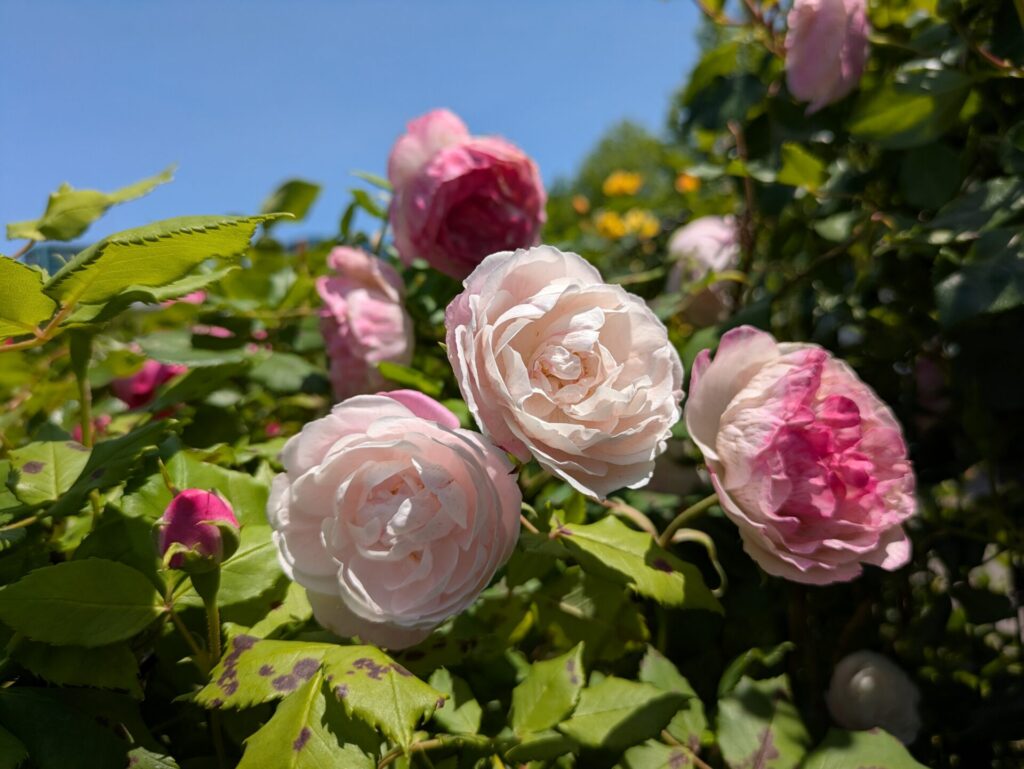 マダムピエールオジェ