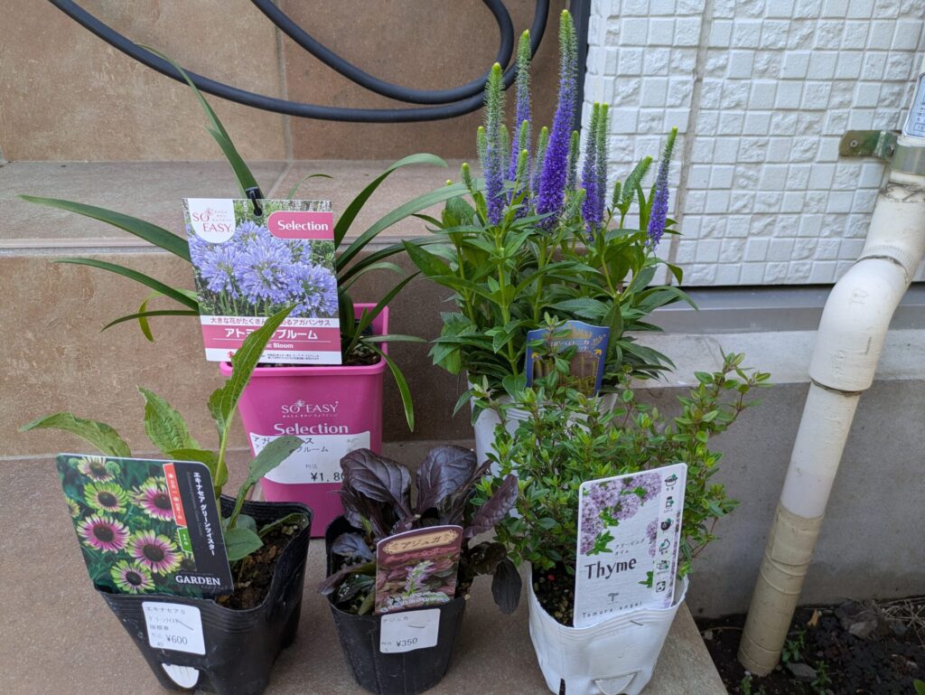 京成バラ園で購入した苗