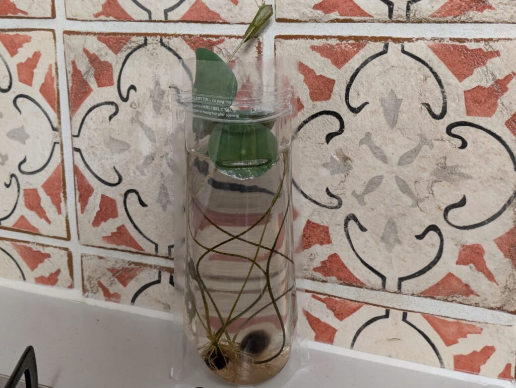 蓮たねものがたり