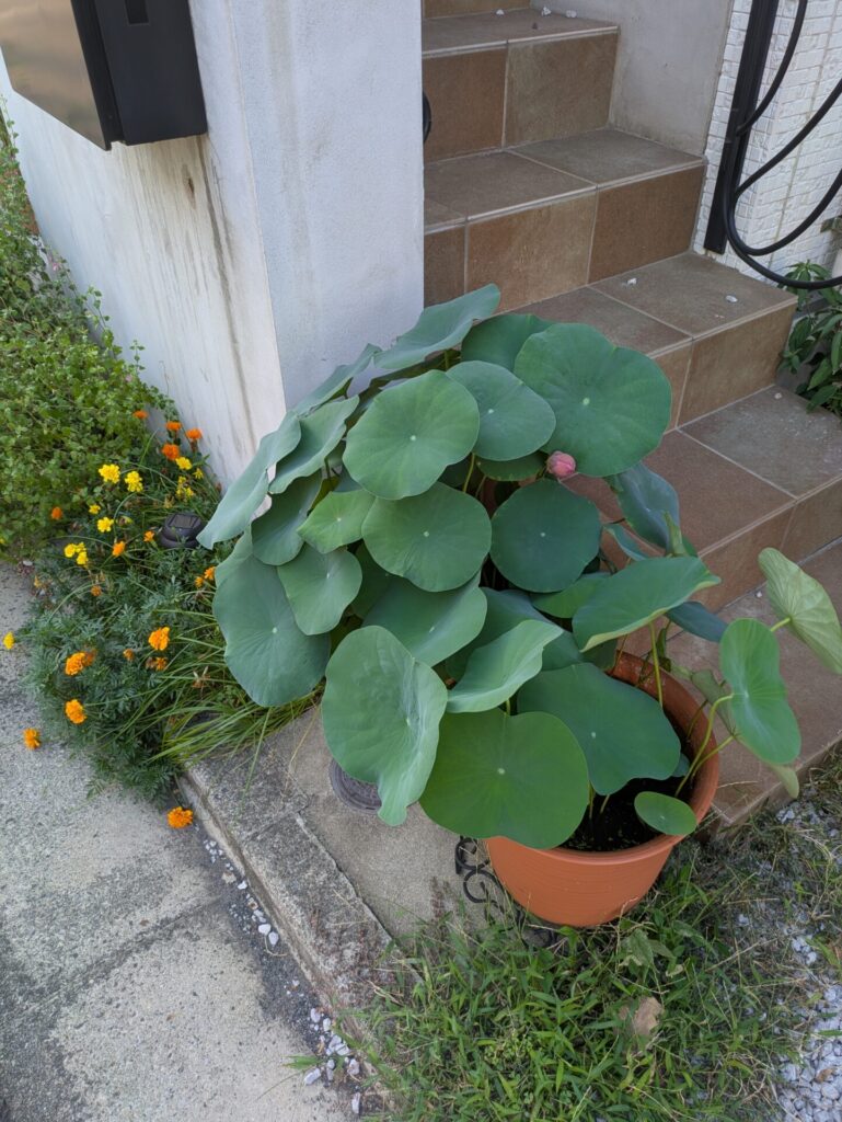 王鸝の実生が2鉢