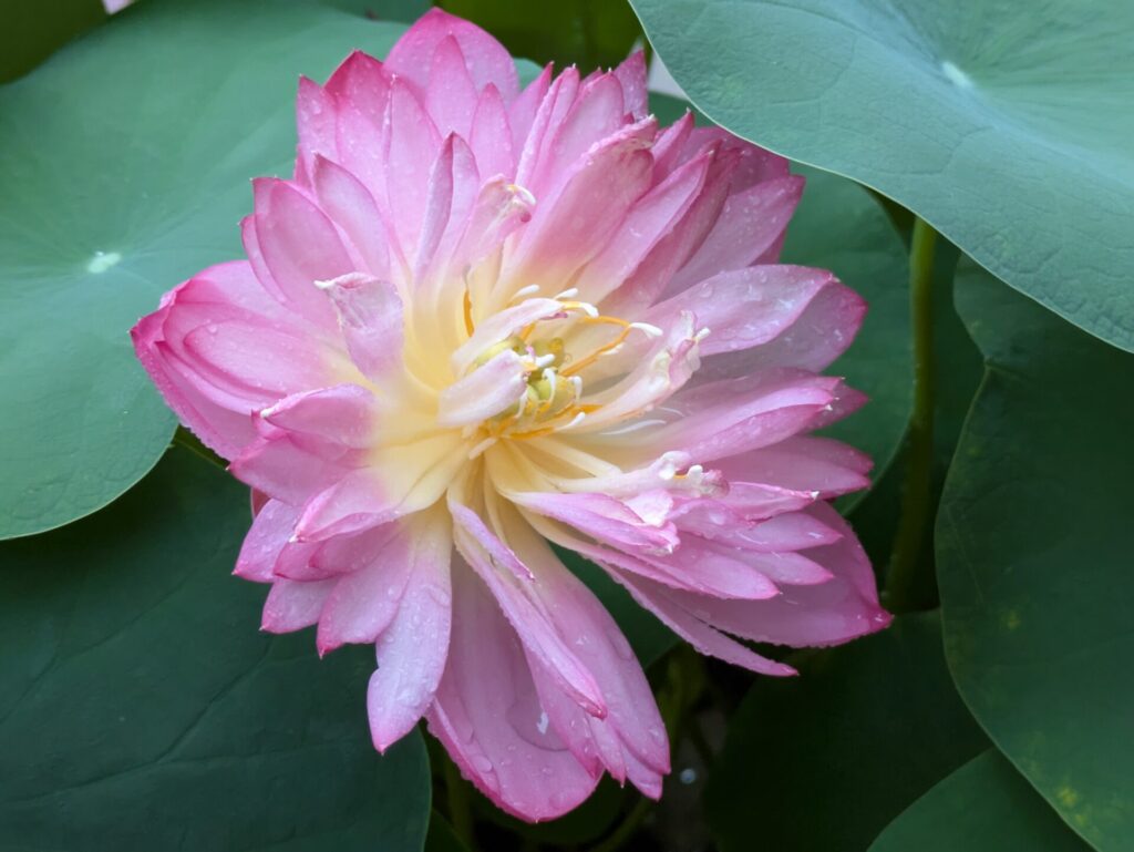 王鸝　実生開花1日目
