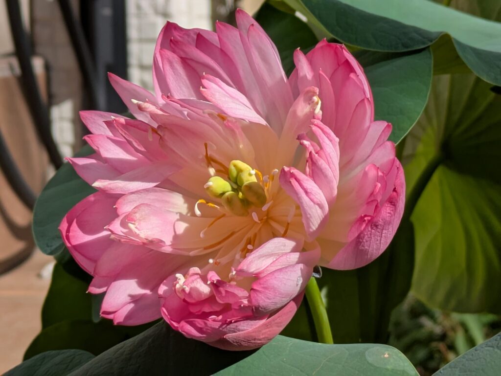 王鸝　実生開花2日目